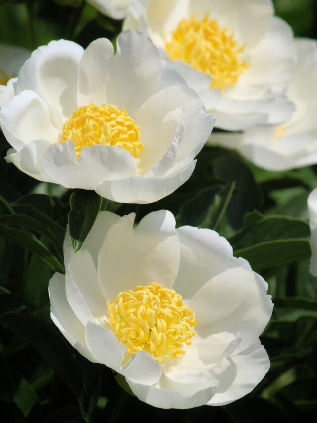 Top 10 Best Flowers Perfect for Hanging Pots