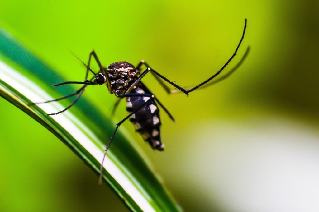 The Ultimate Guide to Understanding Dengue Fever and Its Risks mosquito, insect, animal